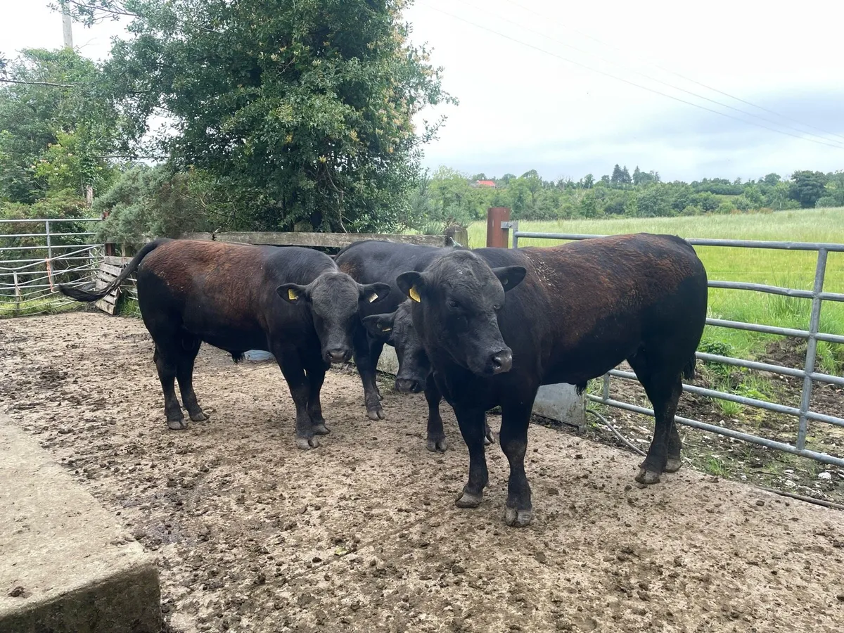 Pedigree Angus Bulls - Image 1