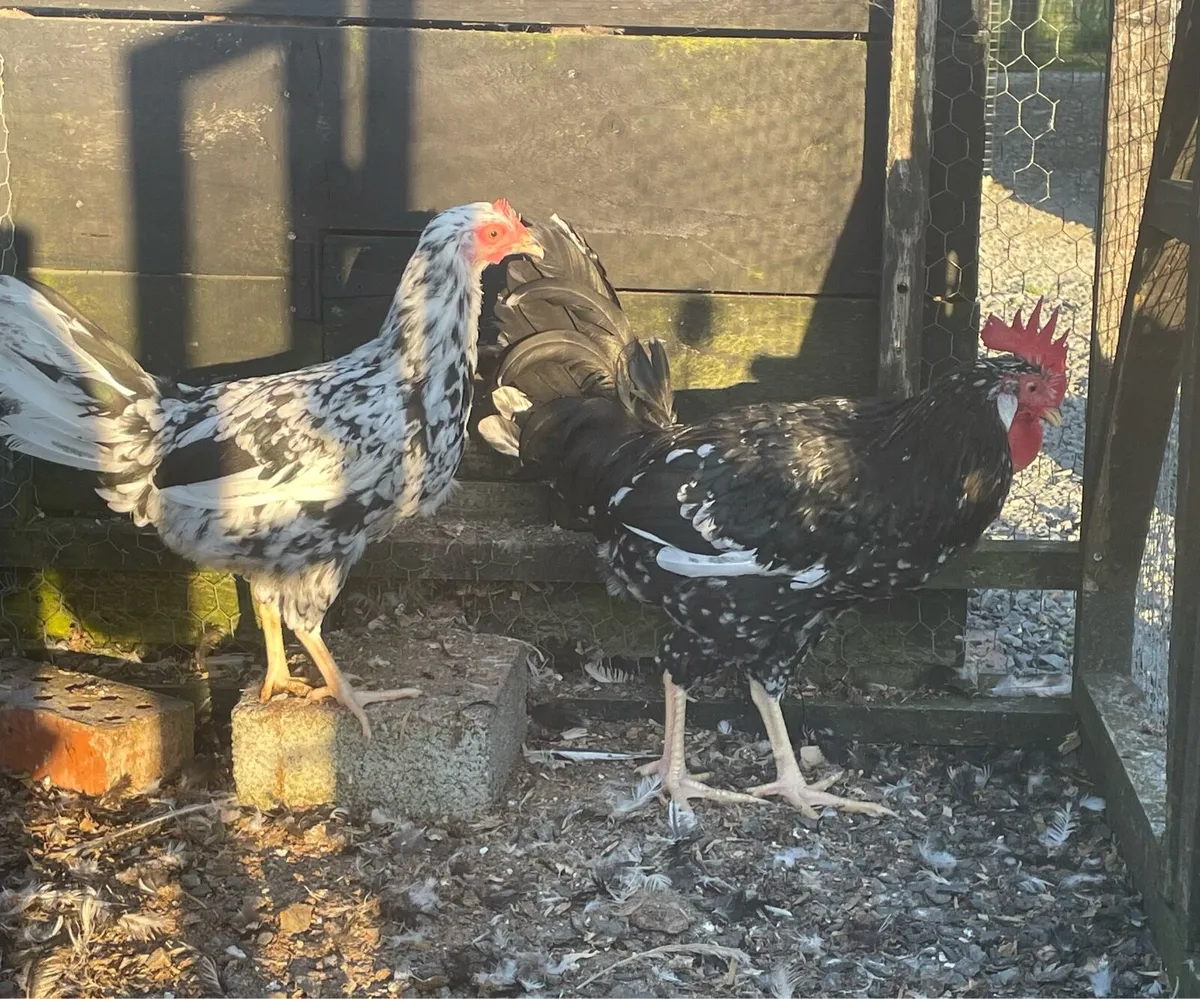 Poultry - Image 2