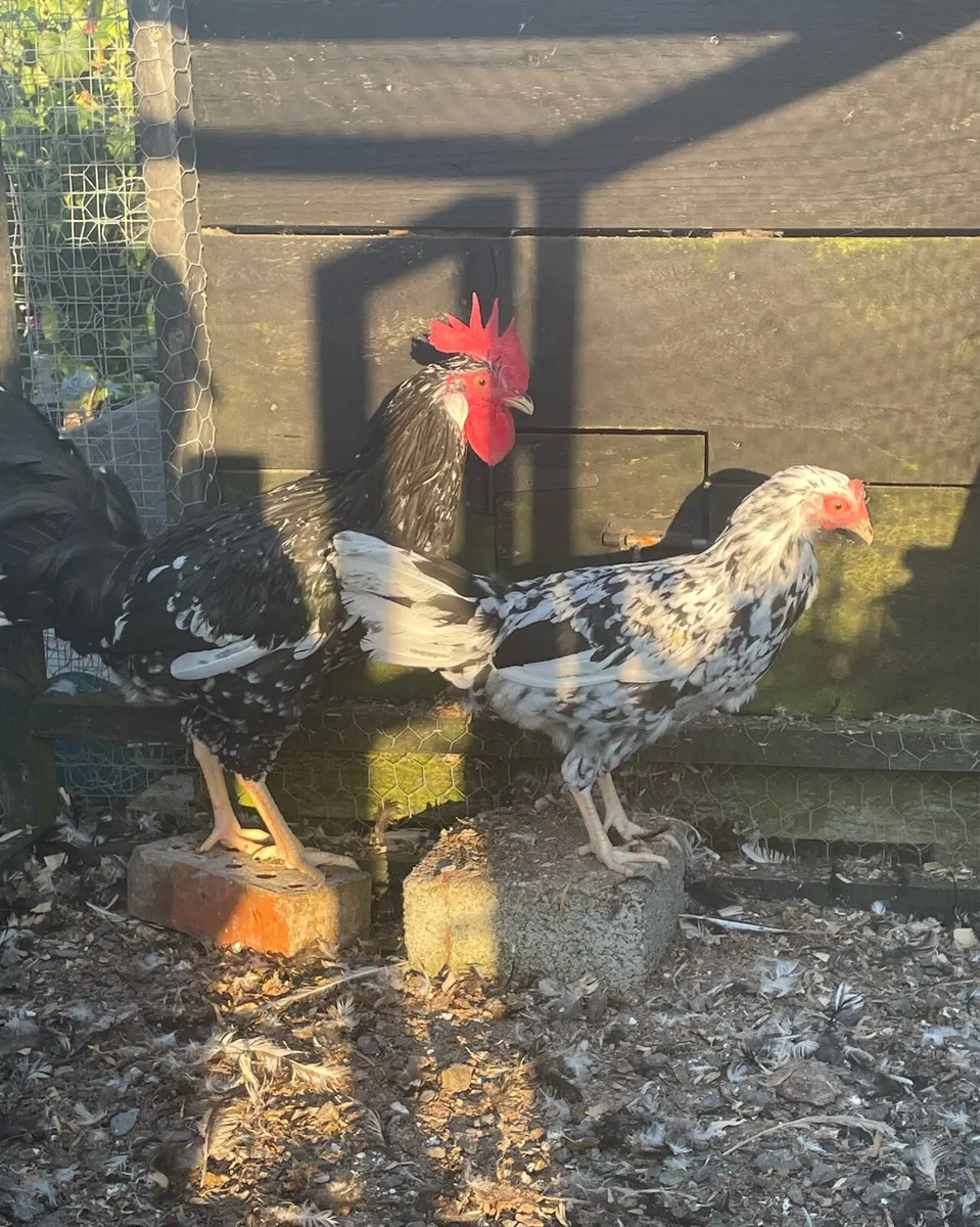 Poultry - Image 1