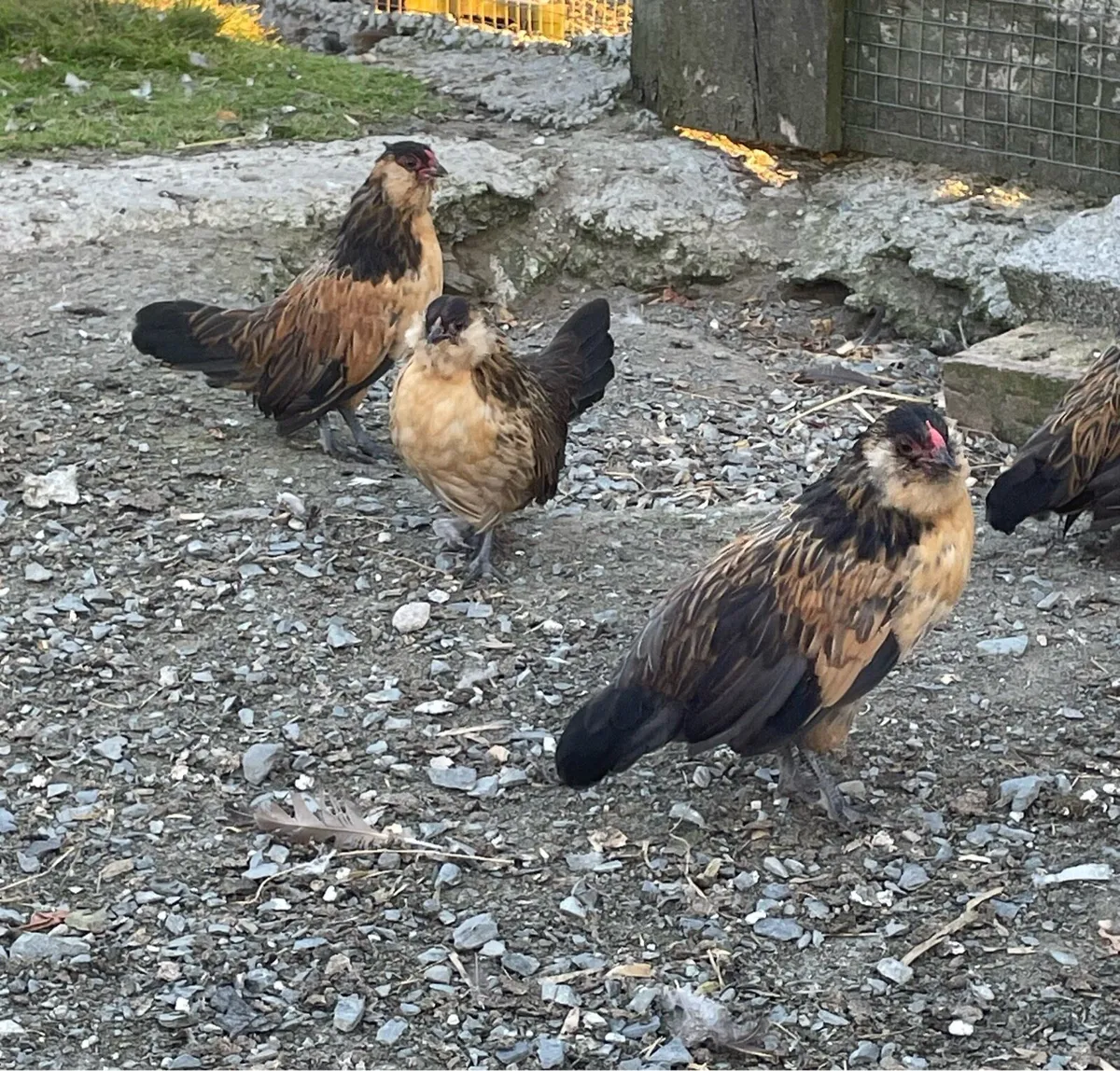 Poultry - Image 3