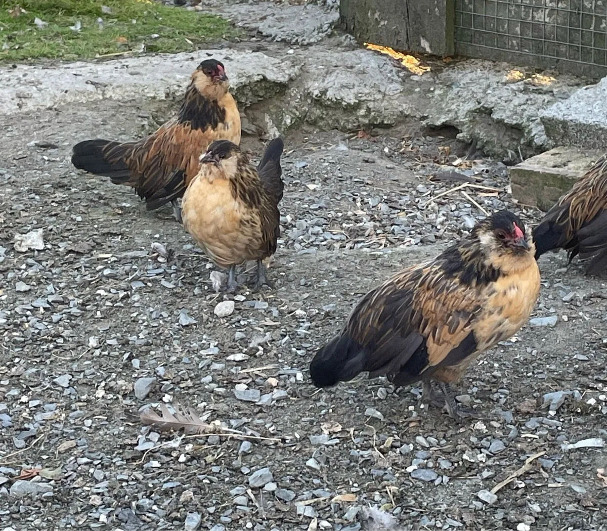 Poultry - Image 4