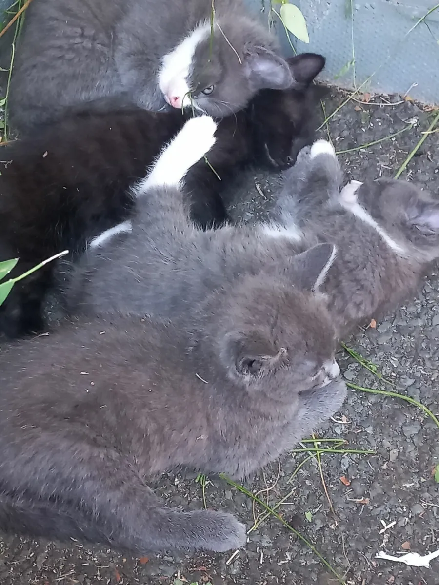 Kittens - Image 4