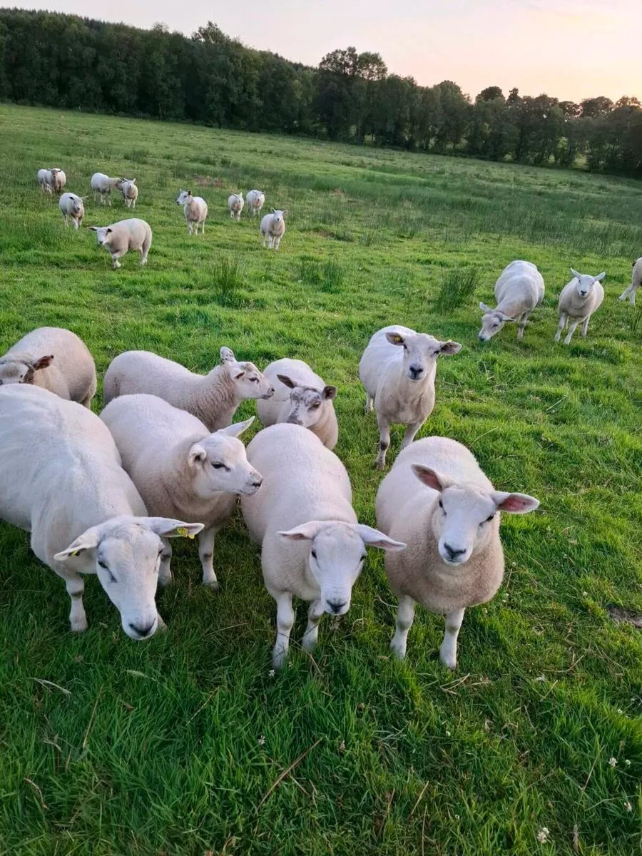 ⭐️⭐️Store lambs⭐️⭐️ - Image 1