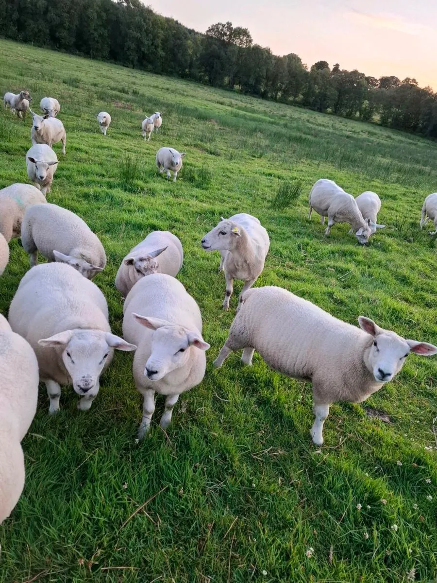 ⭐️⭐️Store lambs⭐️⭐️ - Image 2