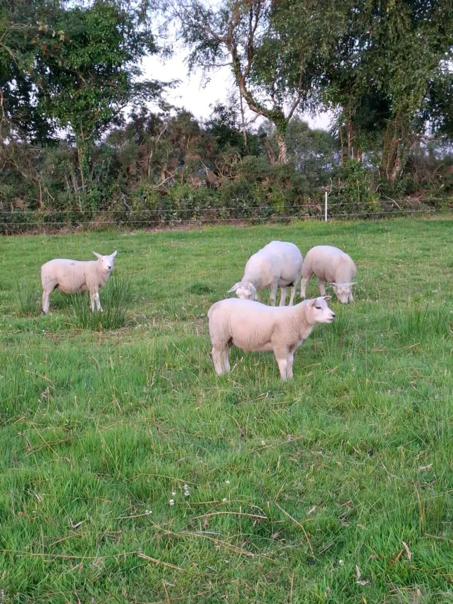 ⭐️⭐️Store lambs⭐️⭐️ - Image 3