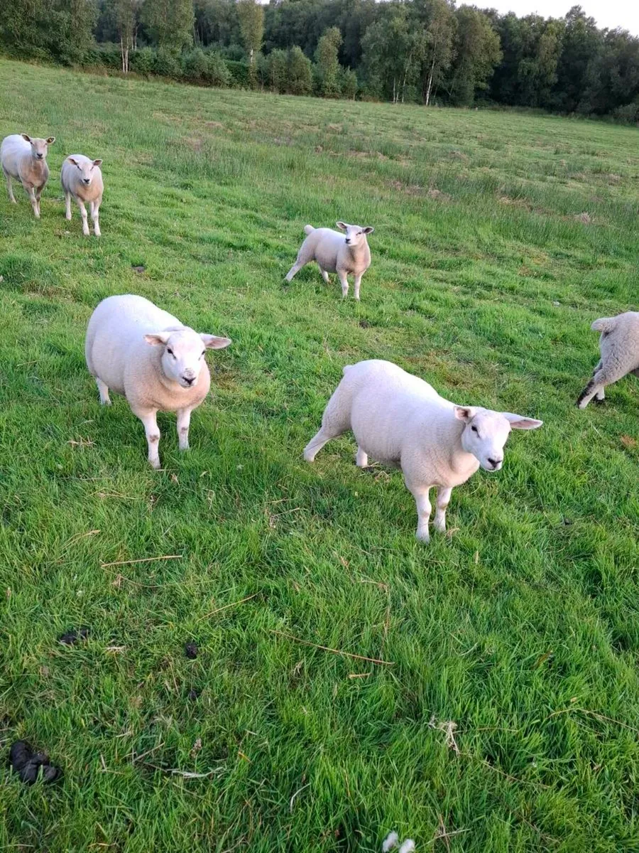 ⭐️⭐️Store lambs⭐️⭐️ - Image 4