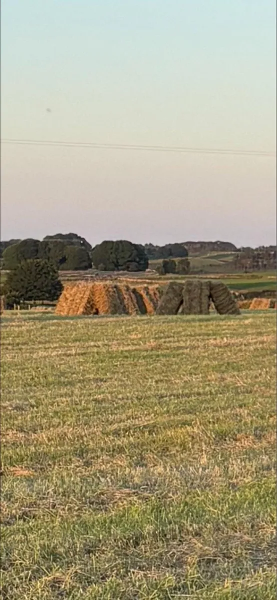 Hay - Image 2