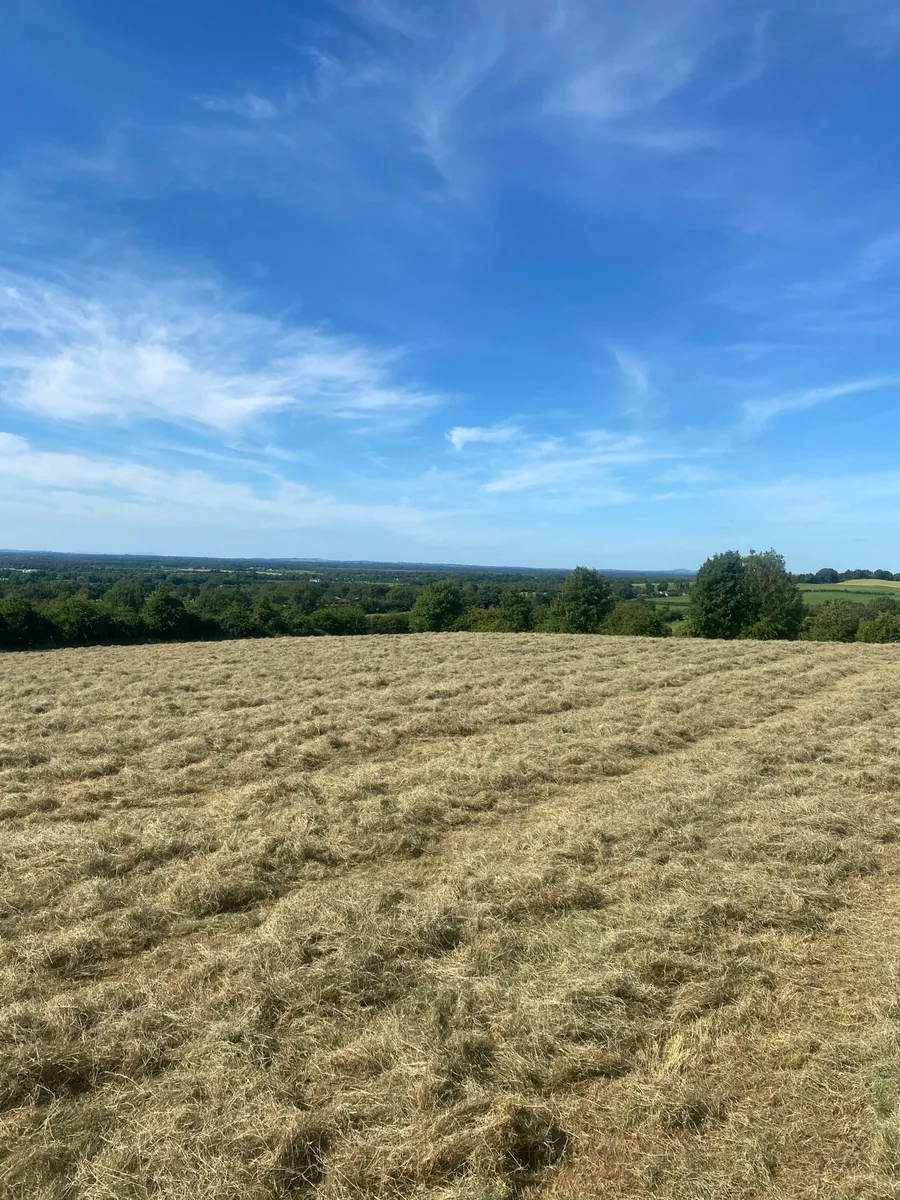 Hay - Image 1