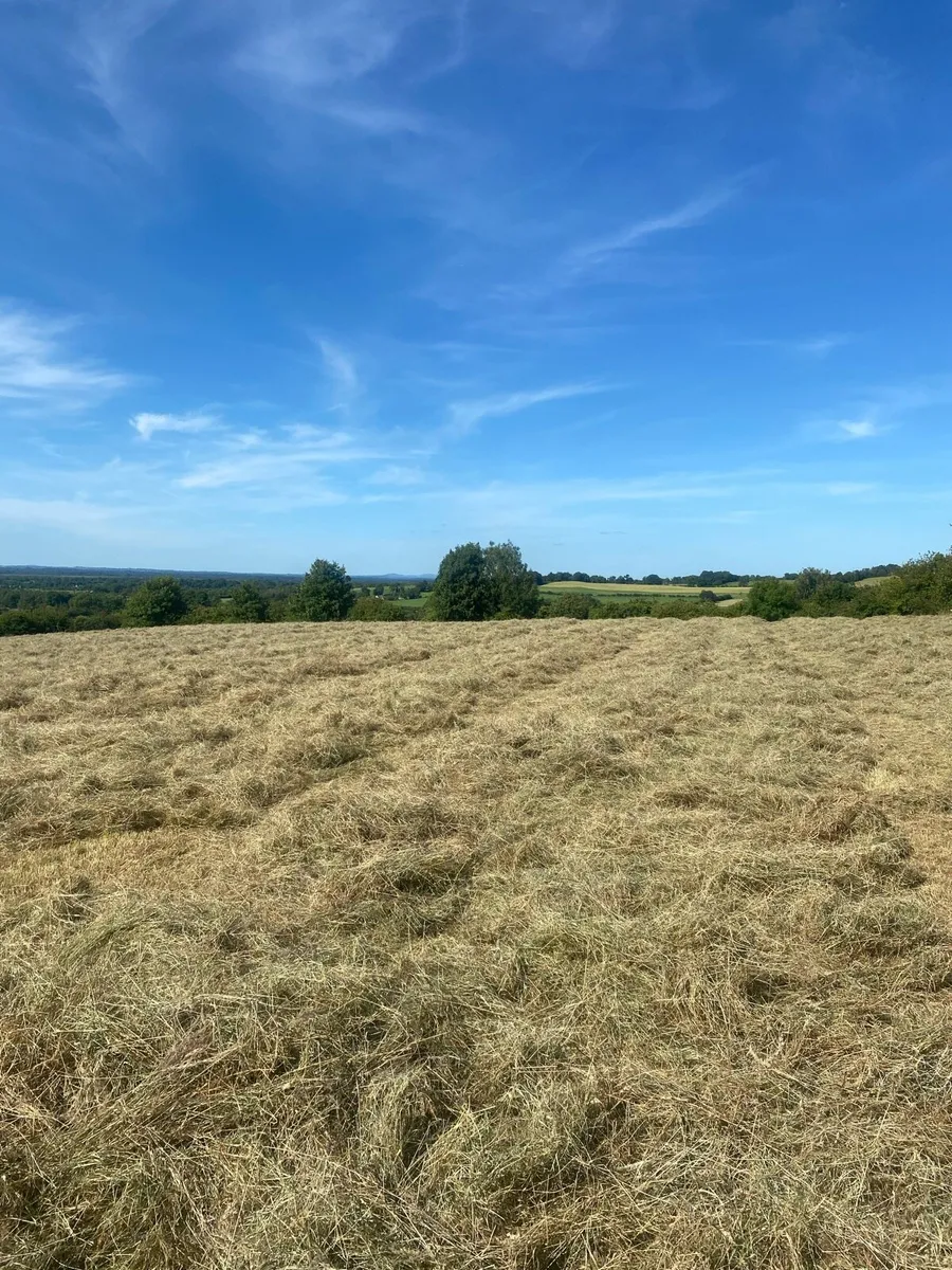 Hay - Image 2