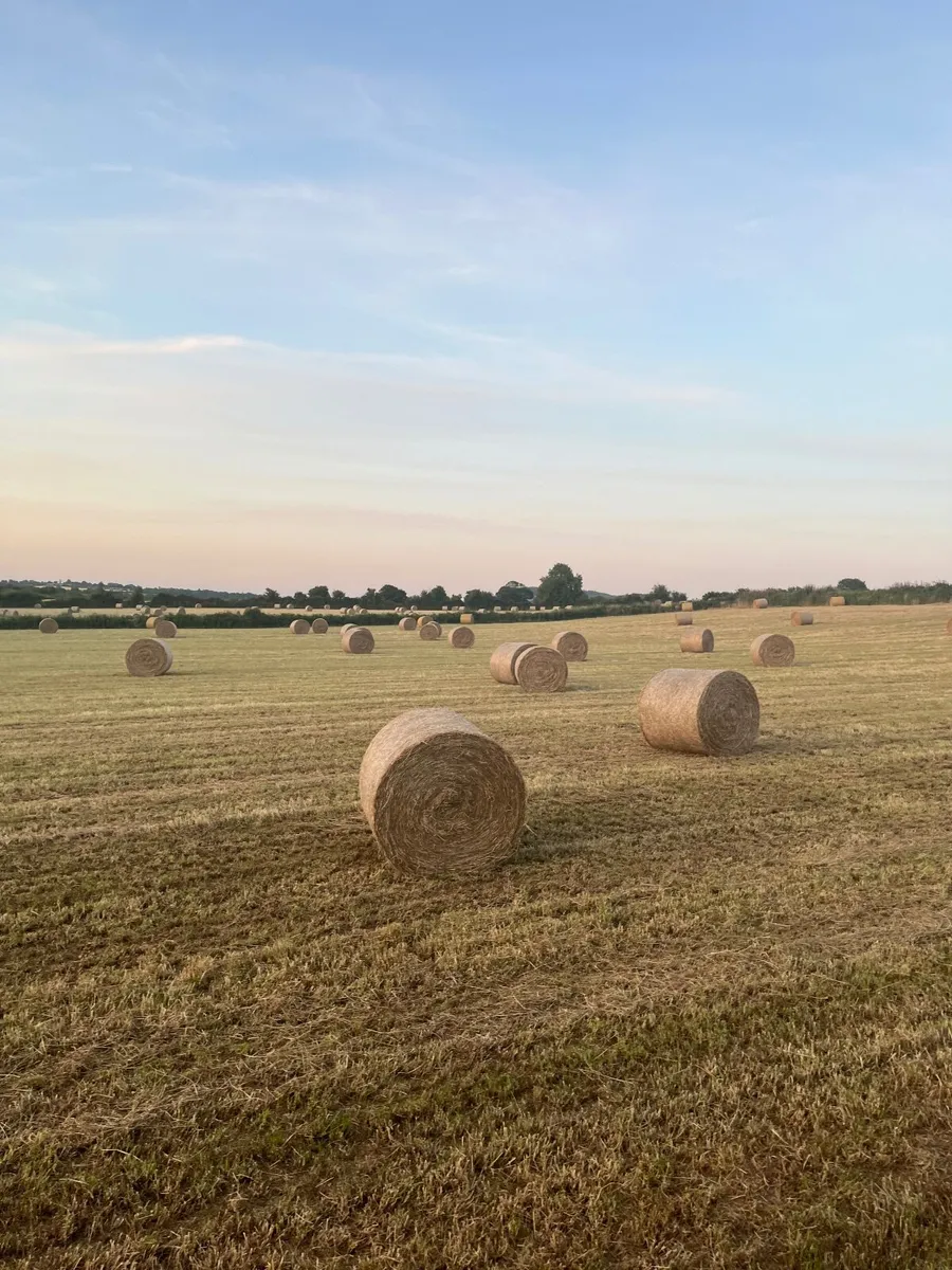 Premium quality first crop horse hay - Image 2
