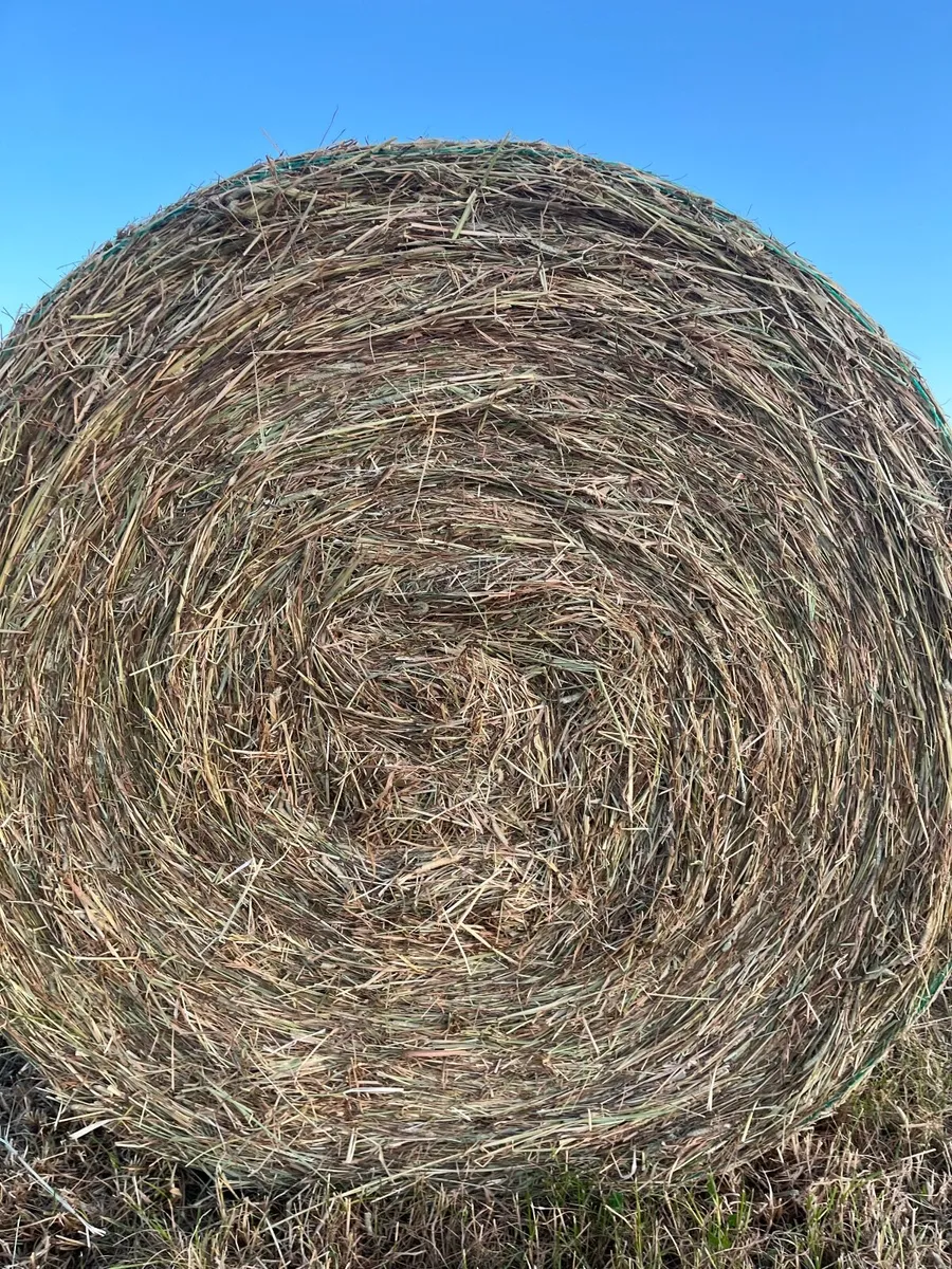 Premium quality first crop horse hay - Image 1