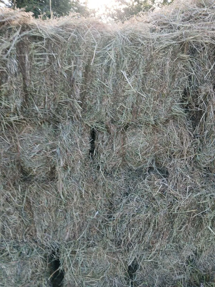 Square bales Hay - Image 1