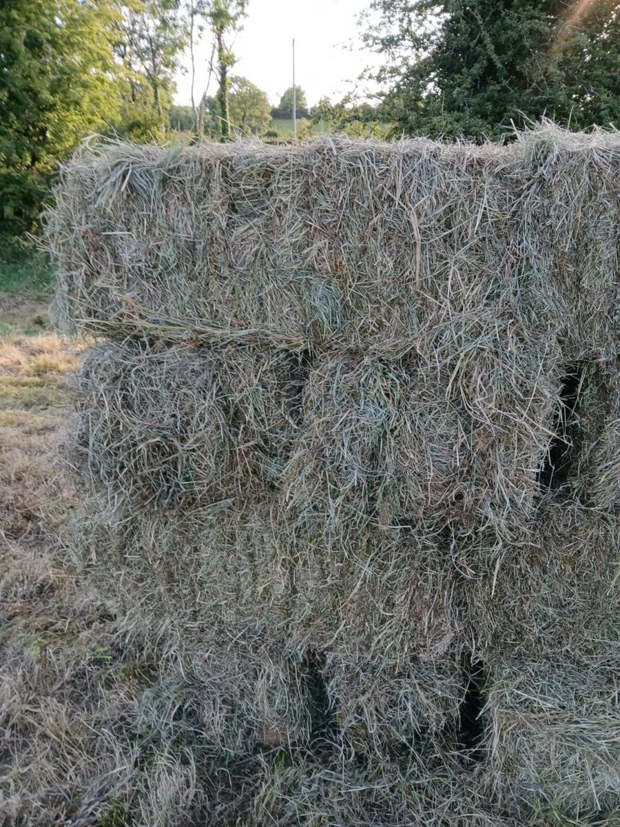 Square bales Hay - Image 3