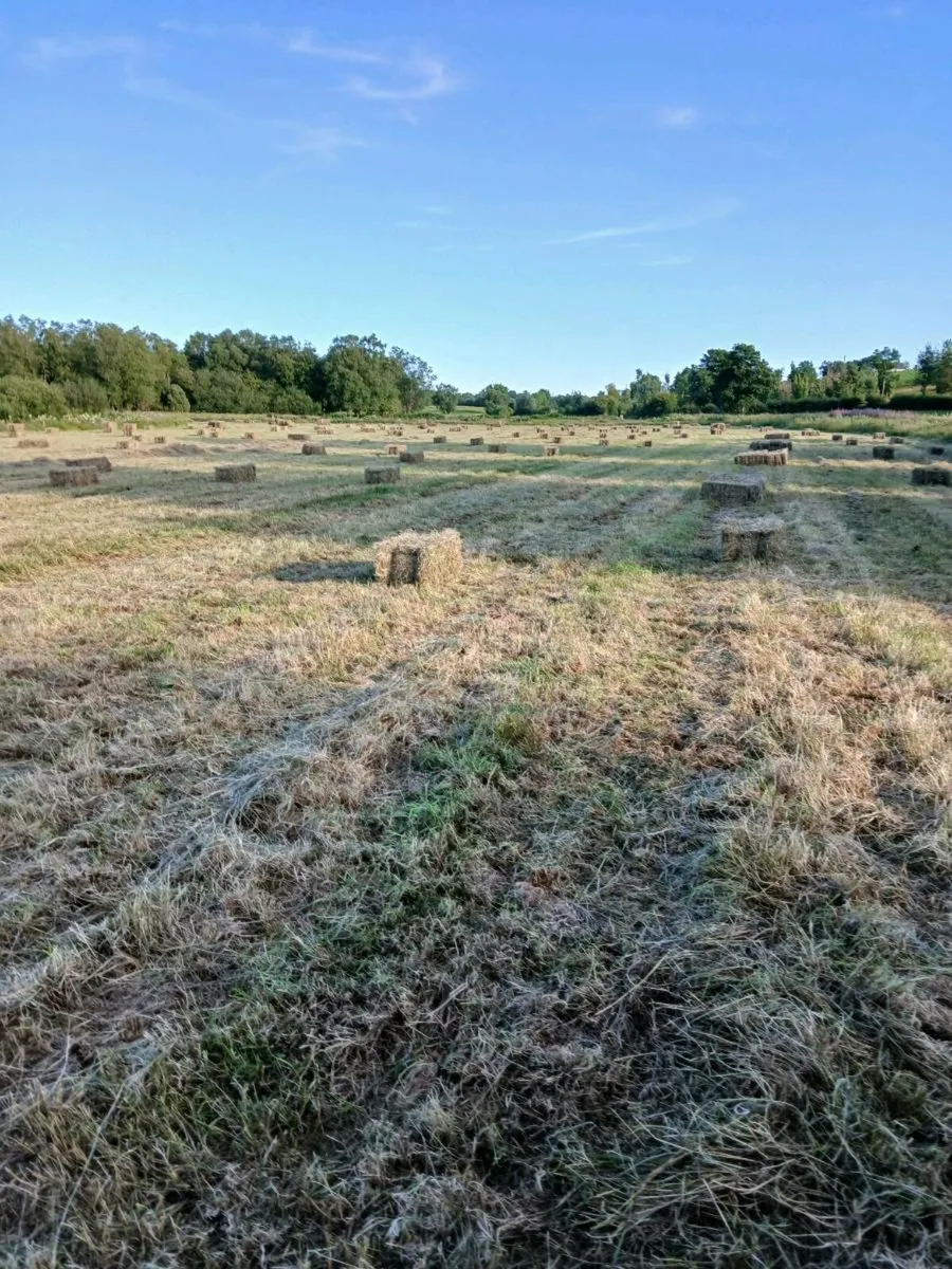 Square bales Hay - Image 4