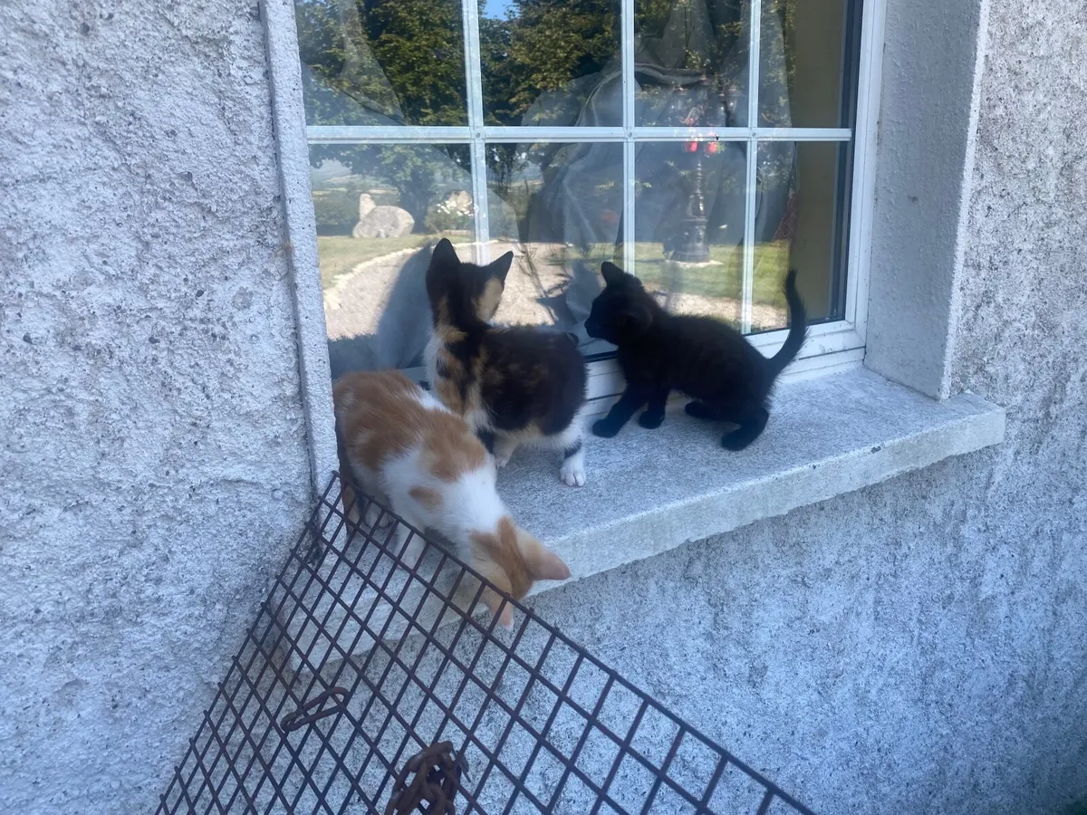 3 Kittens - South Carlow - Image 3