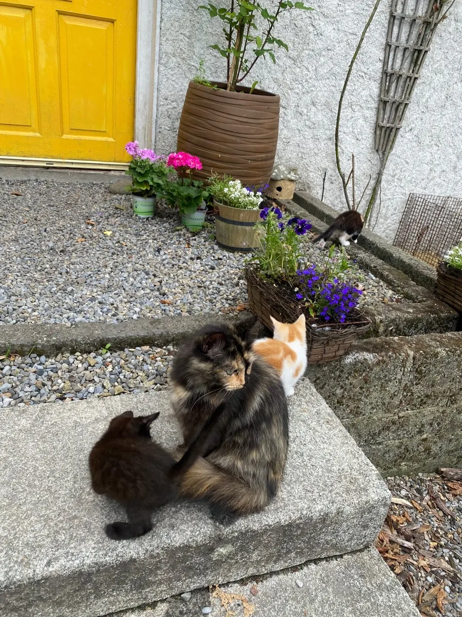 3 Kittens - South Carlow - Image 4