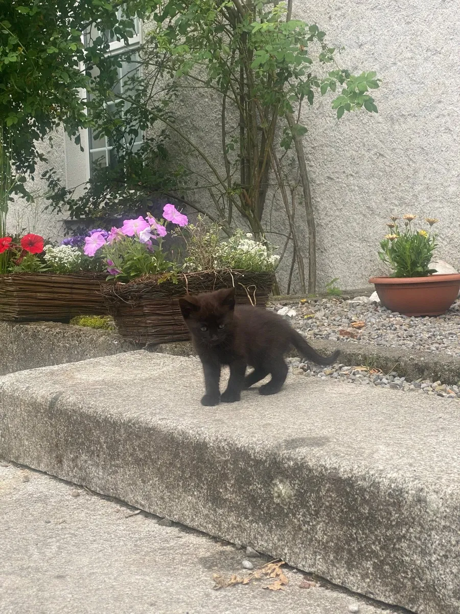 3 Kittens - South Carlow - Image 1