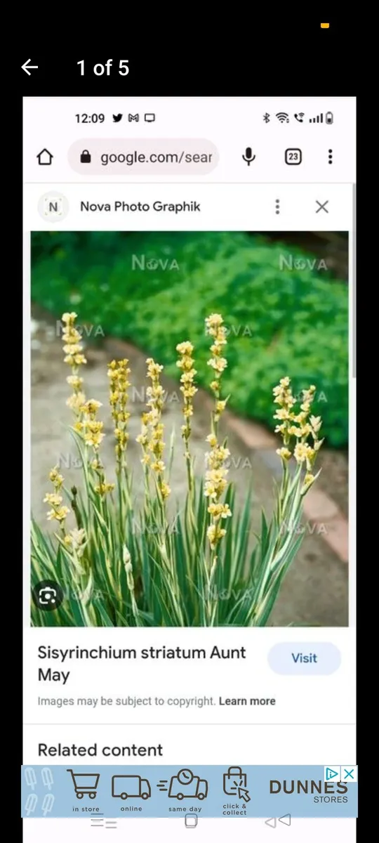 Yellow Mexican satin flower plant
Pale yellow-eyed - Image 4