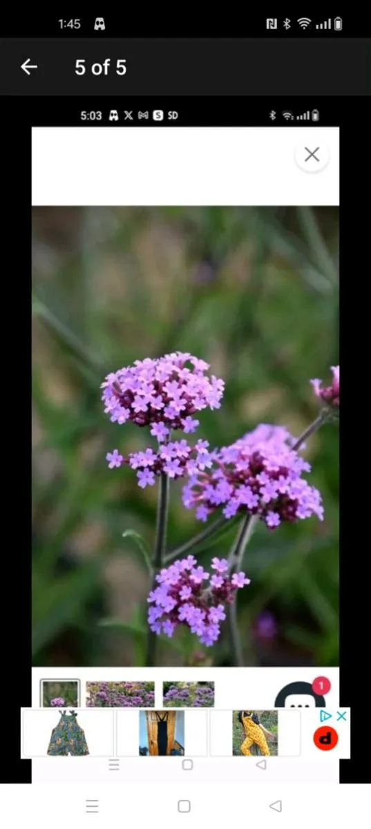 Verbena banariensis is a tall plant that blooms in - Image 2