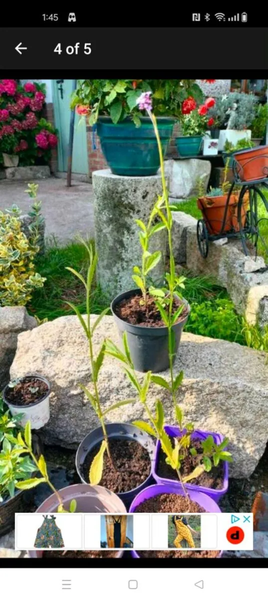 Verbena banariensis is a tall plant that blooms in - Image 3