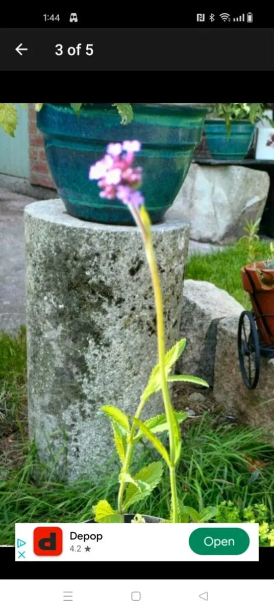 Verbena banariensis is a tall plant that blooms in - Image 4