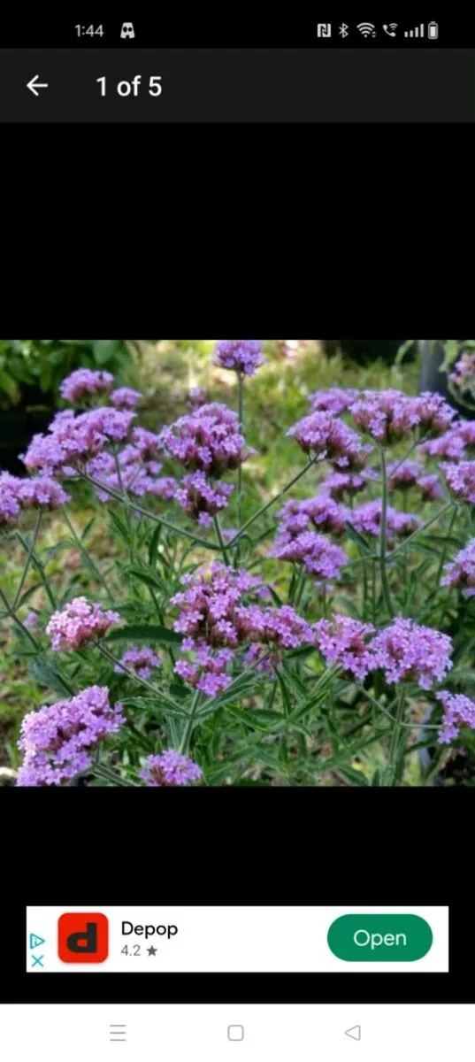 Verbena banariensis is a tall plant that blooms in - Image 1