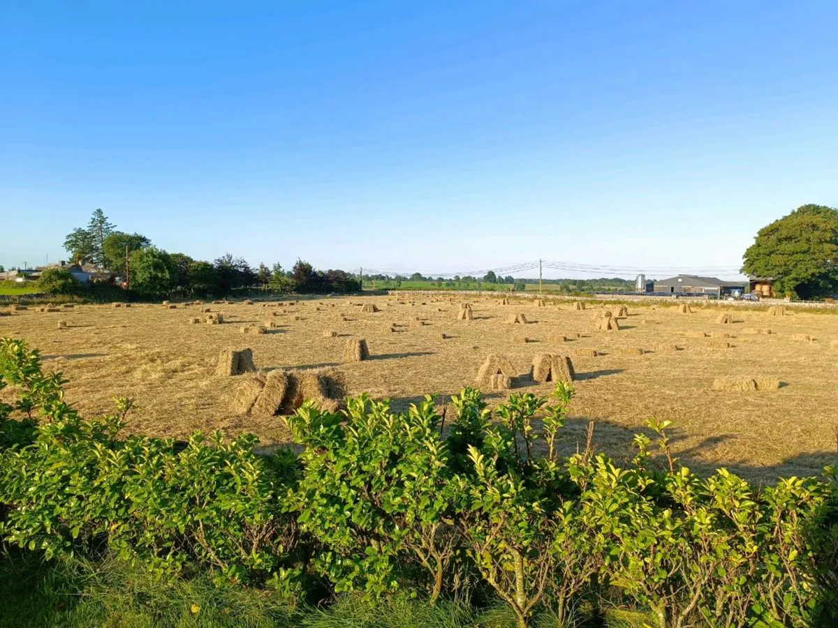 Organic small square bales - Image 4