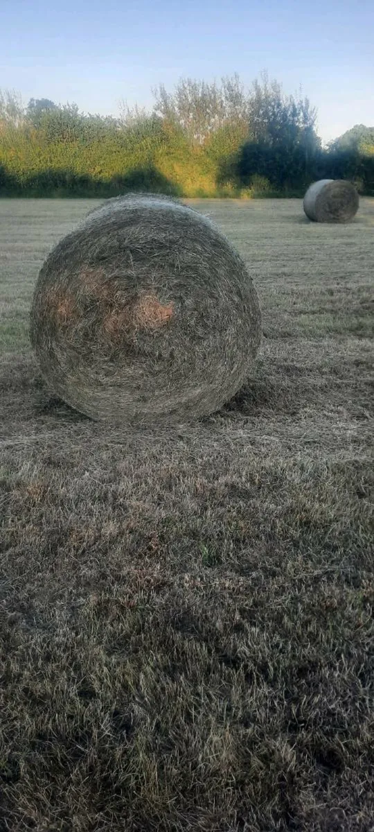Hay - Image 1