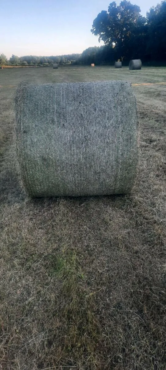 Hay - Image 2