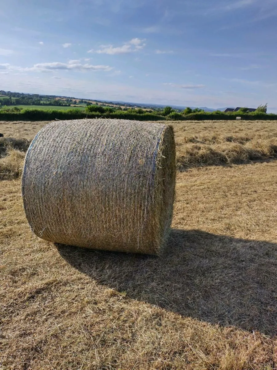 Top Quality Hay - Image 1