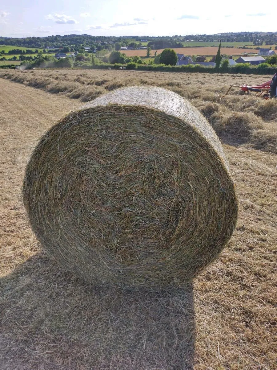 Top Quality Hay - Image 2