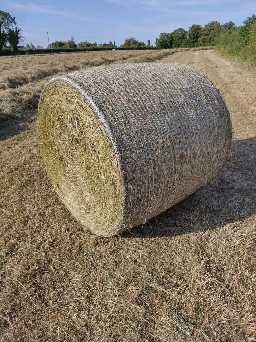 Top Quality Hay - Image 3