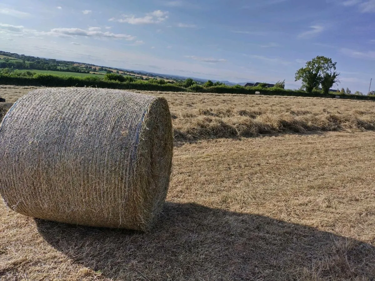 Top Quality Hay - Image 4