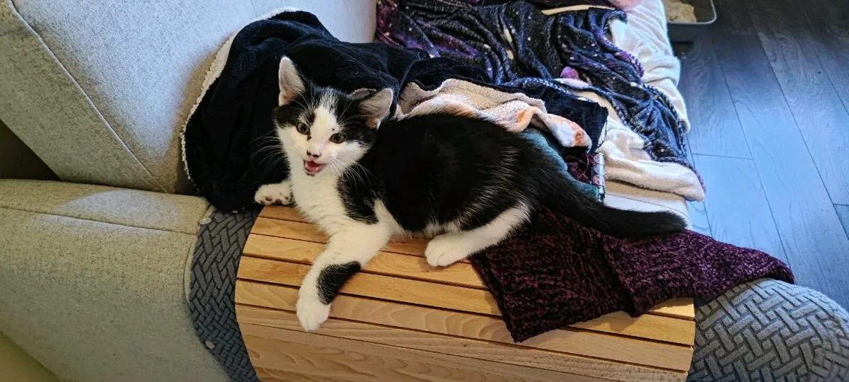 Kitten free to good home - Image 1