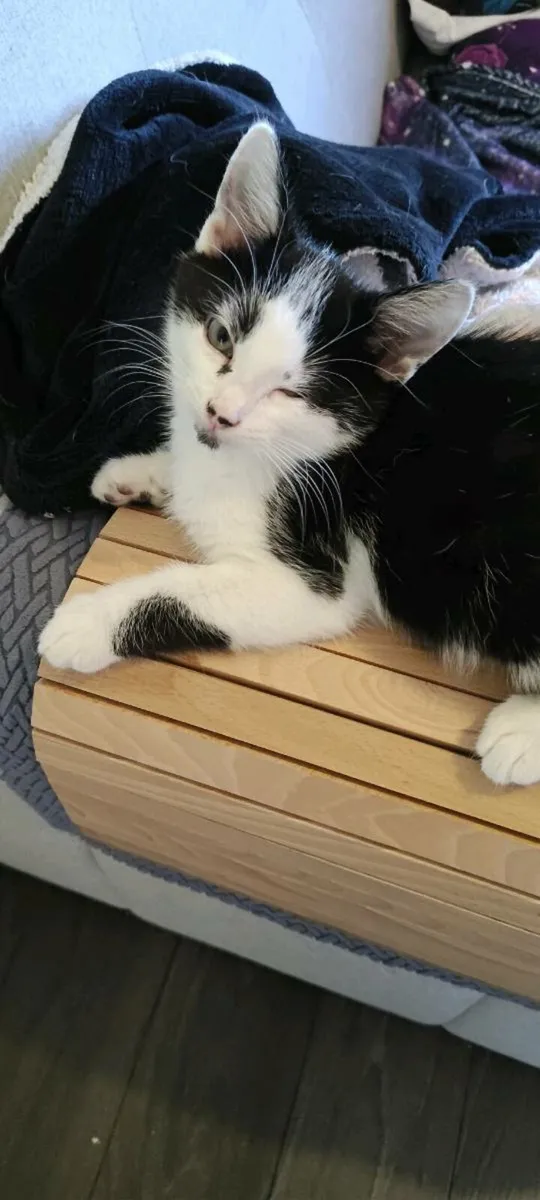 Kitten free to good home - Image 2
