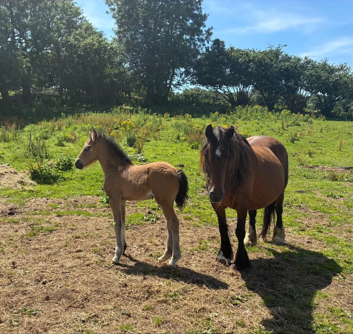 Mare and foal - Image 1