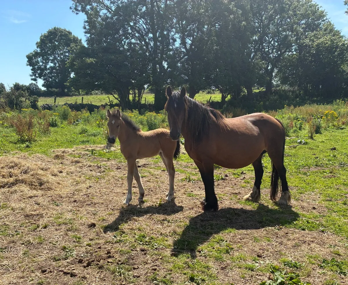 Mare and foal - Image 2