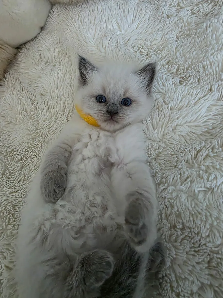 Kitten - Image 2