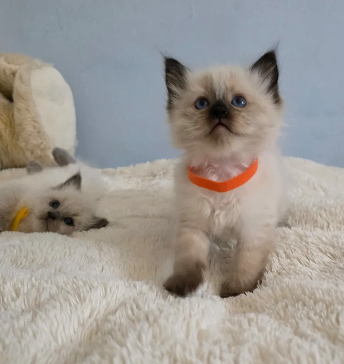 Kitten - Image 3