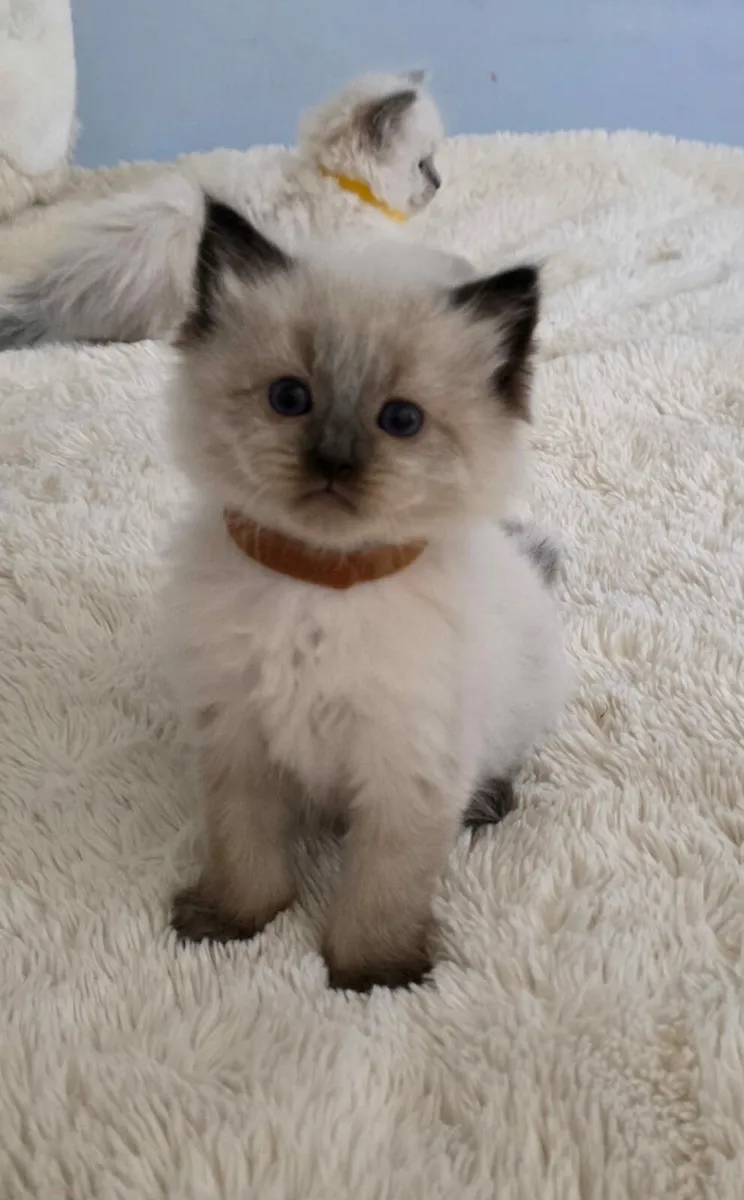 Kitten - Image 4