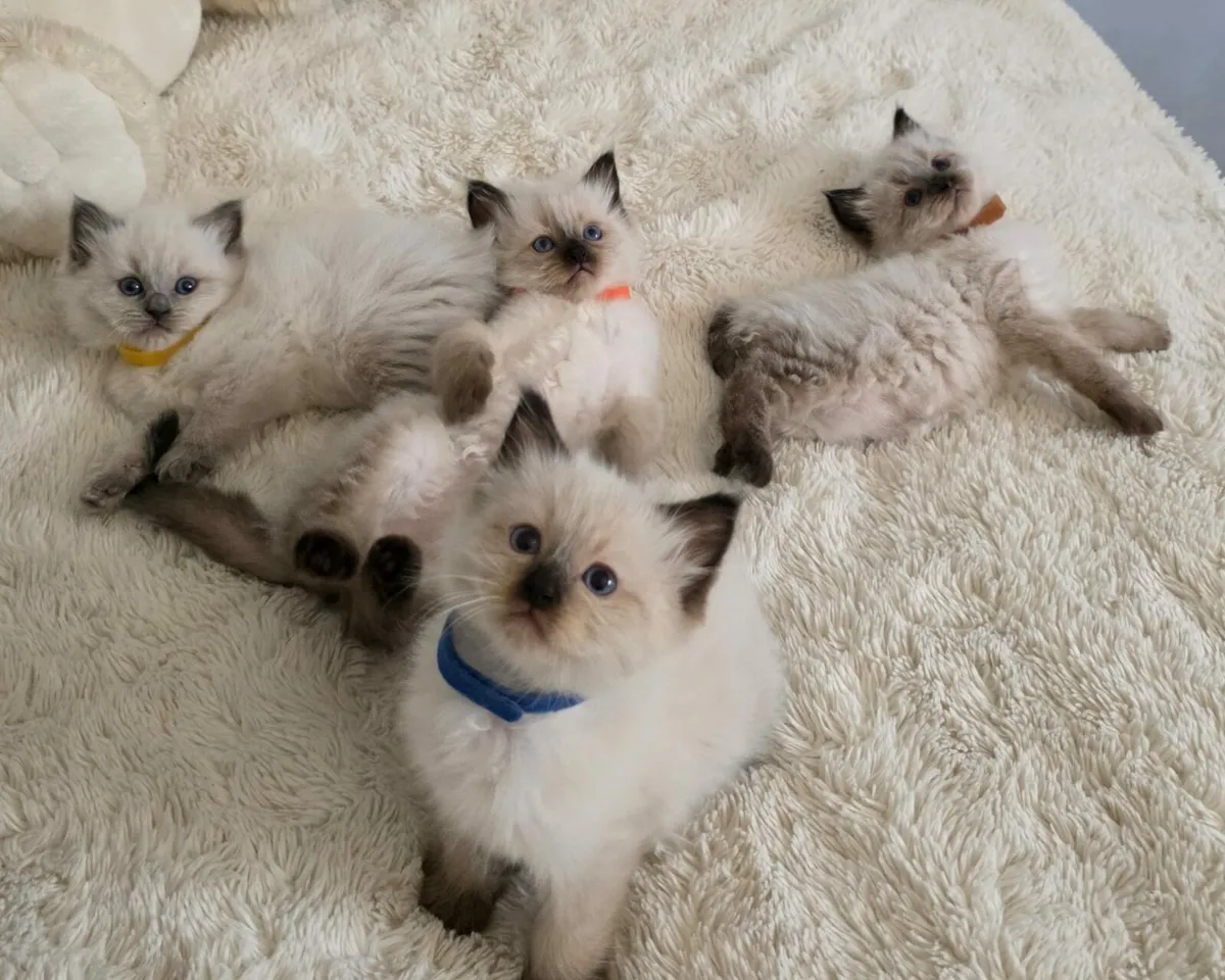 Kitten - Image 1