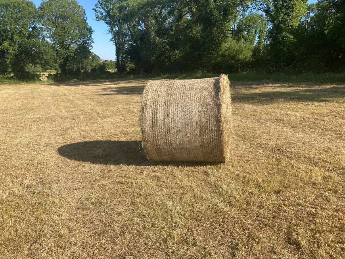 In conversion Organic Hay - Image 1