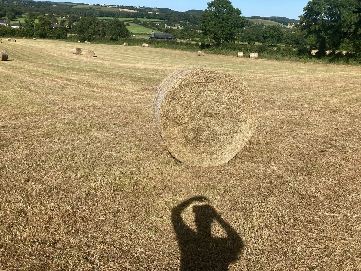 In conversion Organic Hay - Image 3