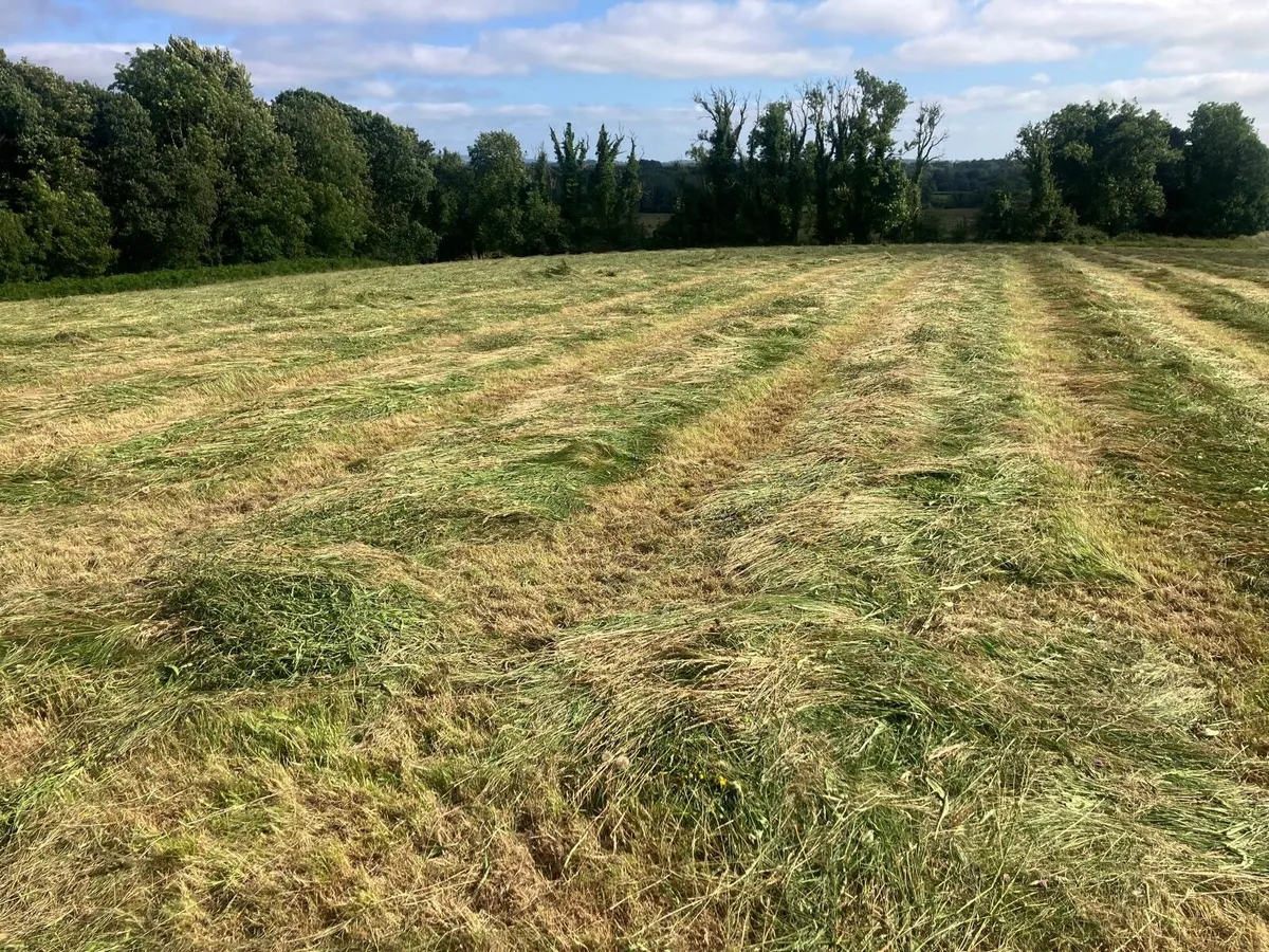 Haylage - Image 2