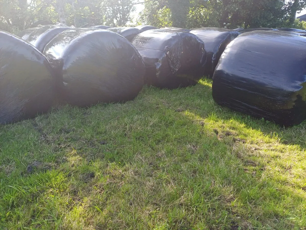 Silage for sale - Image 2