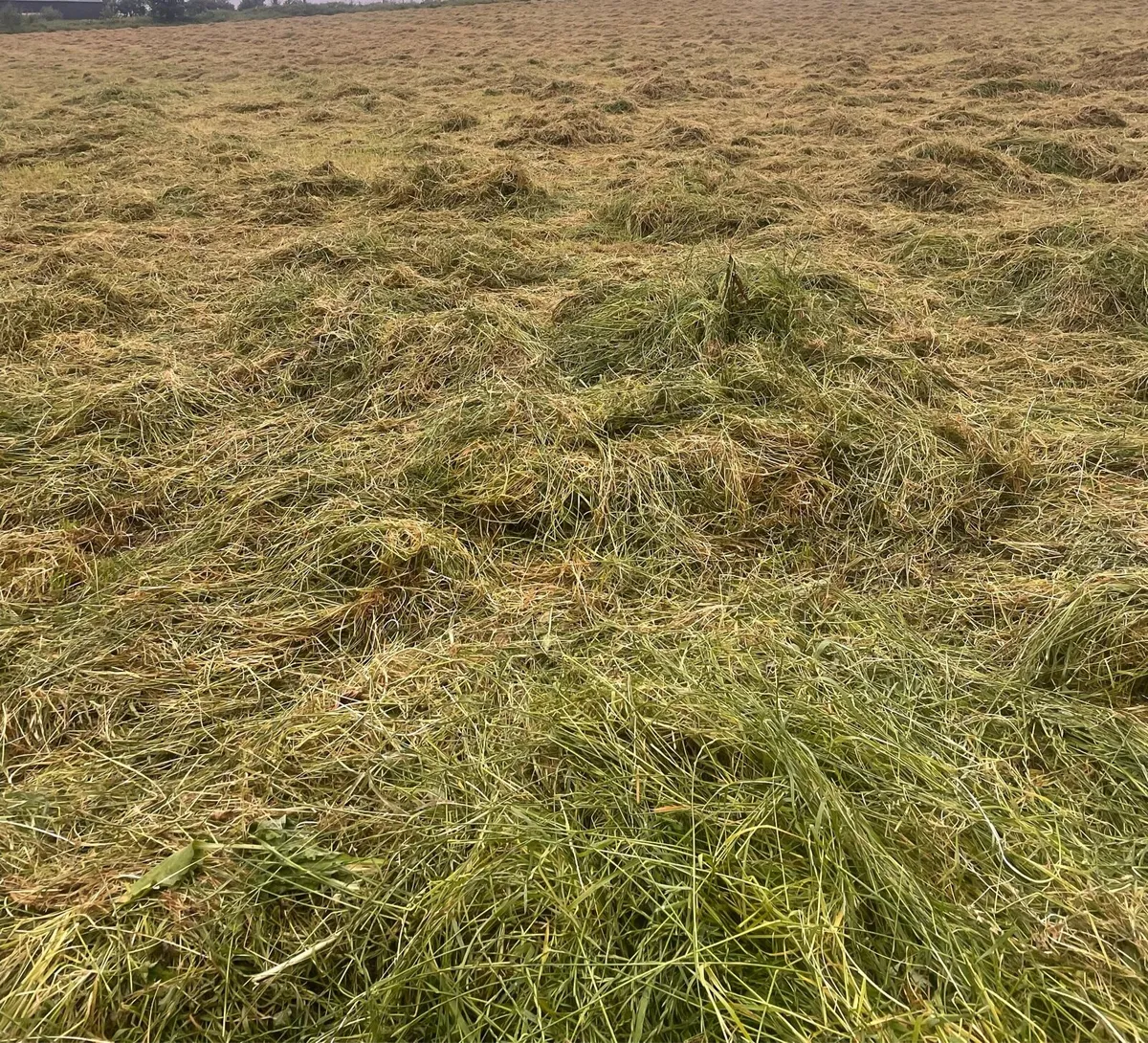 Silage for sale - Image 3
