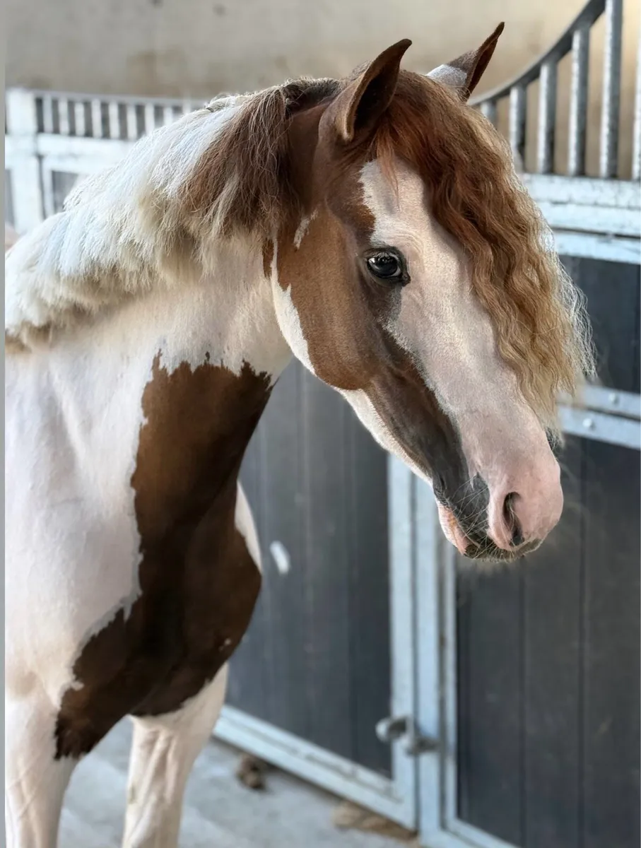 Stunning 128cm pony - Image 1