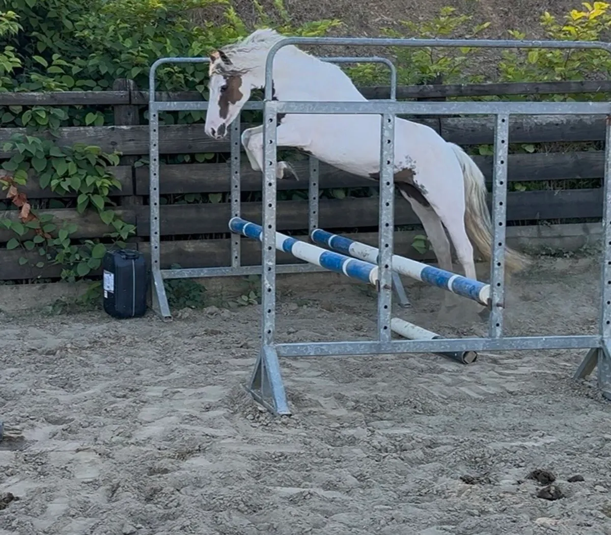 Stunning 128cm pony - Image 2