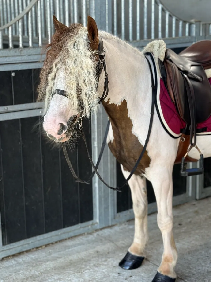 Stunning 128cm pony - Image 3