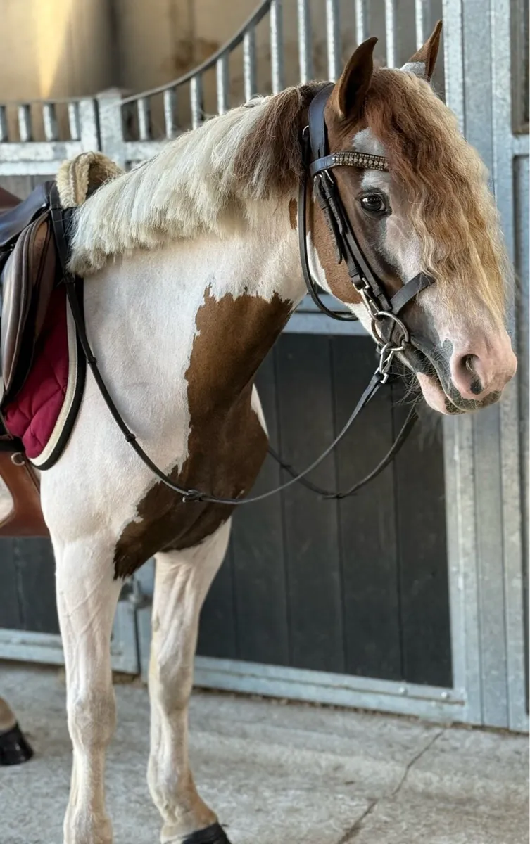 Stunning 128cm pony - Image 4